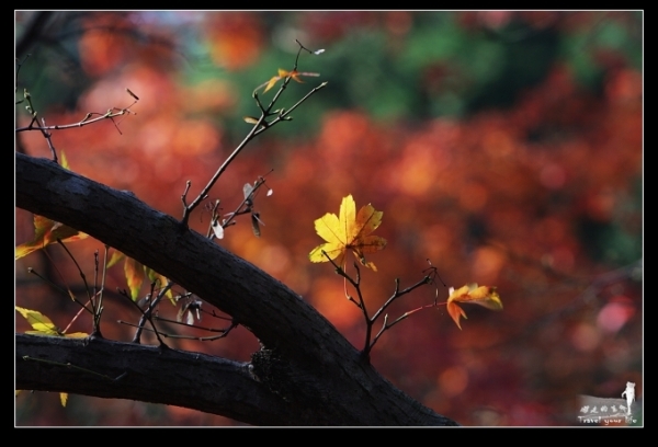 ®ɽ＾ ϸչ®ɽ®ɽһ棨Դ ζ ߵ ṩ