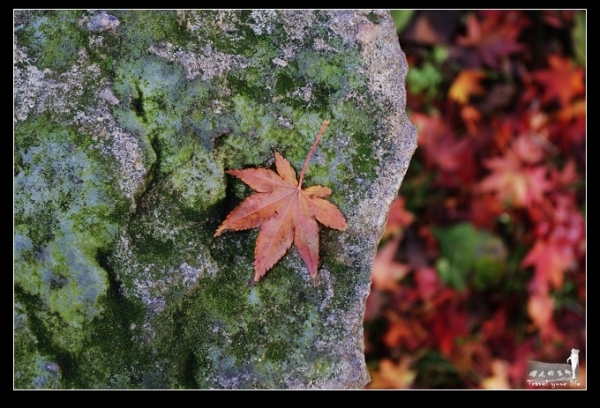 ®ɽ＾ ϸչһ棨Դ ζ ߵ ṩ