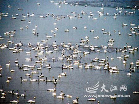 鄱阳湖候鸟自然保护区