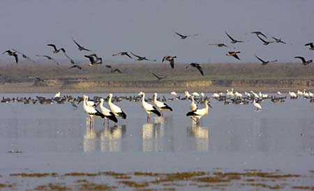 鄱阳湖候鸟自然保护区